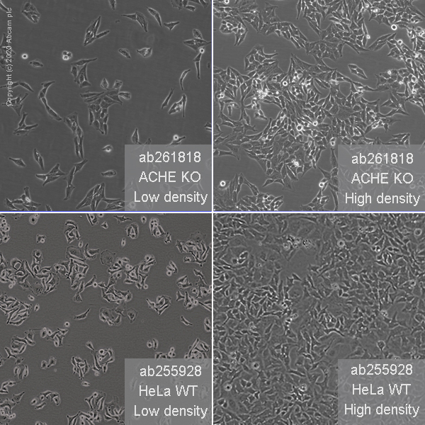 Human ACHE (Acetylcholinesterase) knockout HeLa cell line