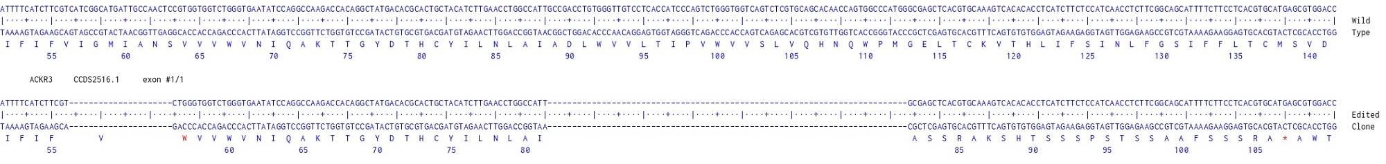 Human ACKR3 knockout HCT116 cell line
