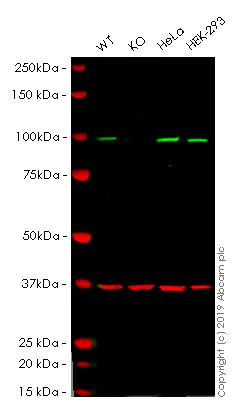 Western blot - Human ACO1 knockout U-2 OS cell lysate (AB261693)