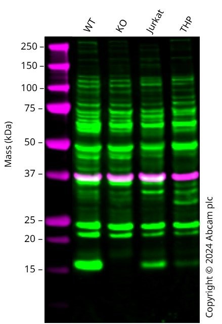 Western blot - Human ACOT13 knockout K562 cell line (AB301834)