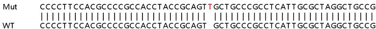 Sanger Sequencing - Human ACOT9 (Acyl-CoA Thioesterase 9) knockout HeLa cell lysate (AB258776)