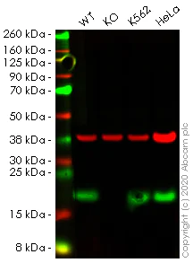 Western blot - Human ACP1 (Acid phosphatase) knockout HEK-293 cell line (AB261859)