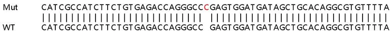 Sanger Sequencing - Human ACSL3 knockout HeLa cell line (AB265102)