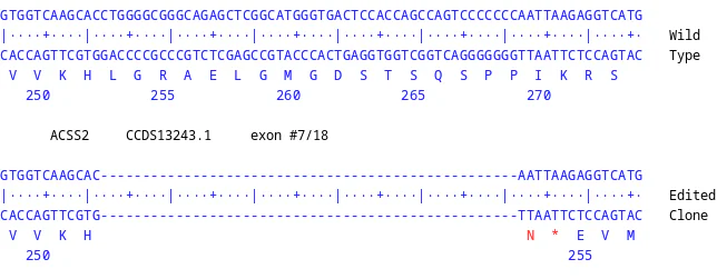 Next Generation Sequencing - Human ACSS2 knockout U-87 MG cell line (AB326072)