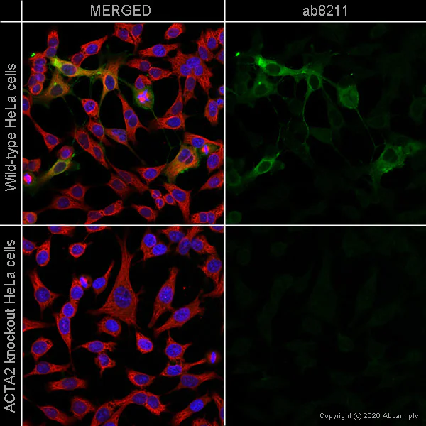 Immunocytochemistry/ Immunofluorescence - Human ACTA2 knockout HeLa cell line (AB264014)