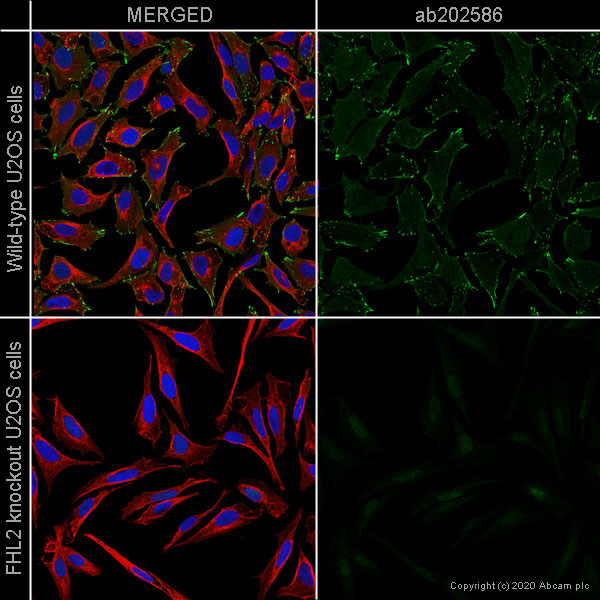 Human ACTA2 knockout HeLa cell line