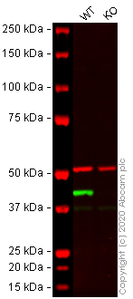 Western blot - Human ACTA2 knockout HeLa cell lysate (AB264499), expandable thumbnail
