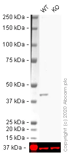 Western blot - Human ACTA2 knockout HeLa cell lysate (AB264499)