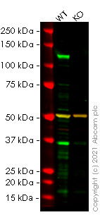 Western blot - Human ADAM17 knockout HCT116 cell line (AB266873)