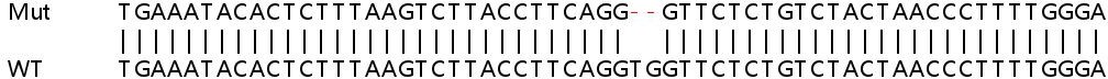Sanger Sequencing - Human ADAM17 knockout HeLa cell line (AB264911), expandable thumbnail
