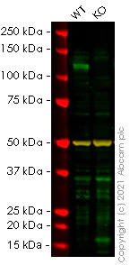 Western blot - Human ADAM17 knockout HeLa cell lysate (AB256829)