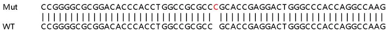Sanger Sequencing - Human ADAM9 knockout HeLa cell line (AB265484)