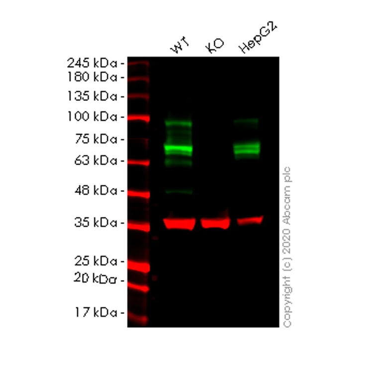 Western blot - Human ADAM9 knockout HeLa cell lysate (AB257814)