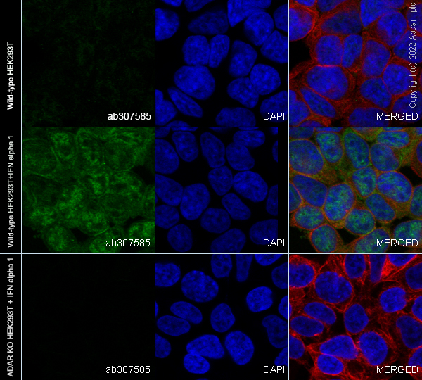 Immunocytochemistry/ Immunofluorescence - Human ADAR (ADAR1) knockout HEK-293T cell line (AB266846), expandable thumbnail