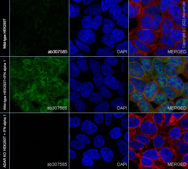 Immunocytochemistry/ Immunofluorescence - Human ADAR (ADAR1) knockout HEK-293T cell line (AB266846)