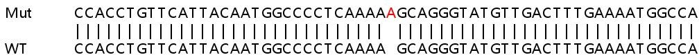 Sanger Sequencing - Human ADAR (ADAR1) knockout HEK-293T cell line (AB266846), expandable thumbnail