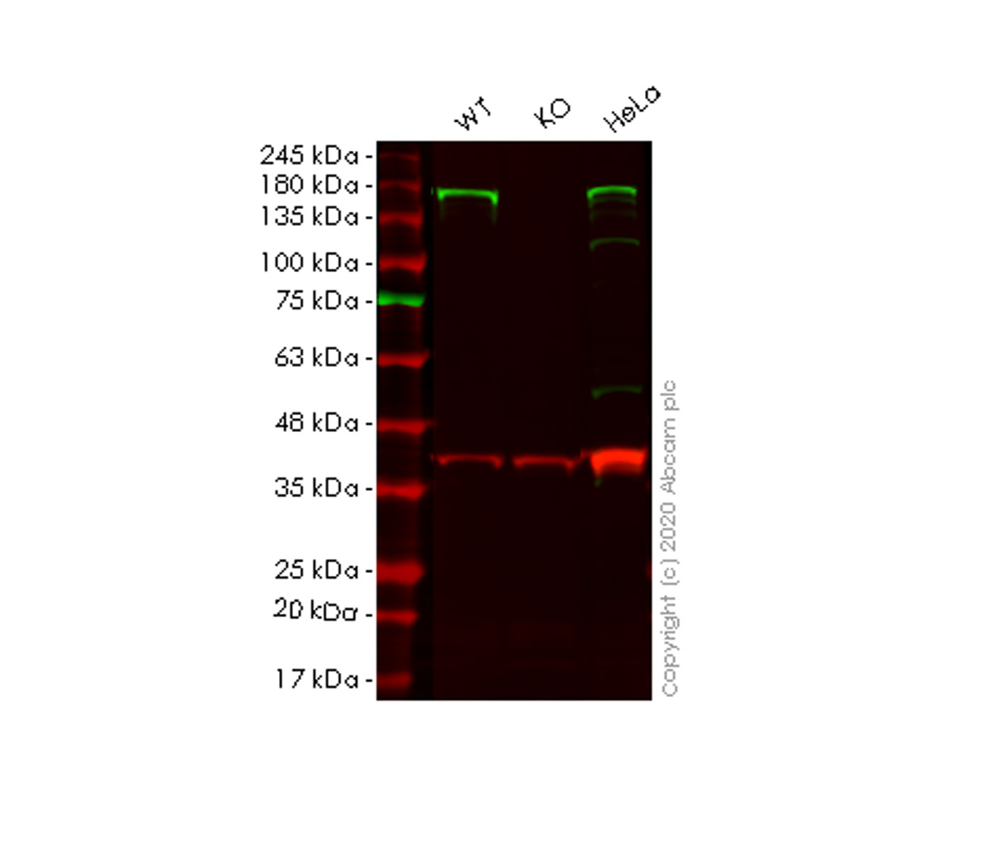 Western blot - Human ADAR (ADAR1) knockout HEK-293T cell lysate (AB257131)