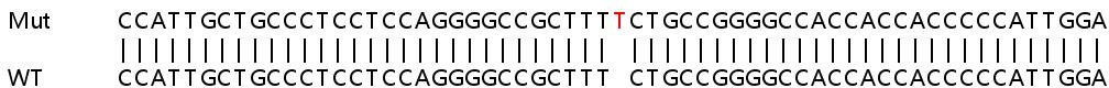 Sanger Sequencing - Human ADARB1 (RED1) knockout HEK-293T cell line (AB267278), expandable thumbnail