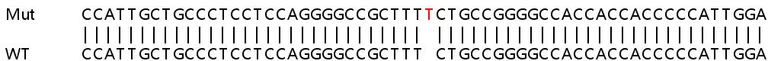 Sanger Sequencing - Human ADARB1 (RED1) knockout HEK-293T cell line (AB267278)