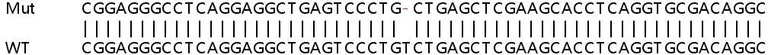 Sanger Sequencing - Human ADCK2 knockout HeLa cell lysate (AB258778)