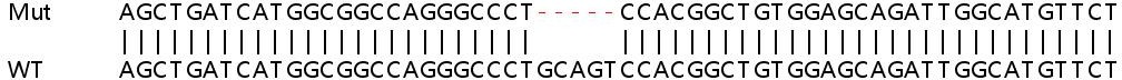 Sanger Sequencing - Human ADCK3 knockout HEK-293T cell line (AB267295)