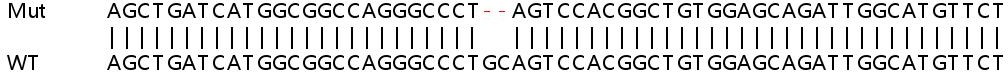 Human ADCK3 knockout HEK-293T cell line