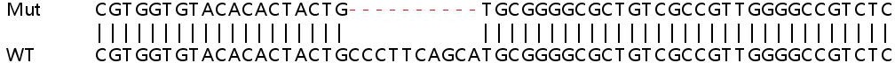Sanger Sequencing - Human ADCY7 knockout HeLa cell line (AB265081)