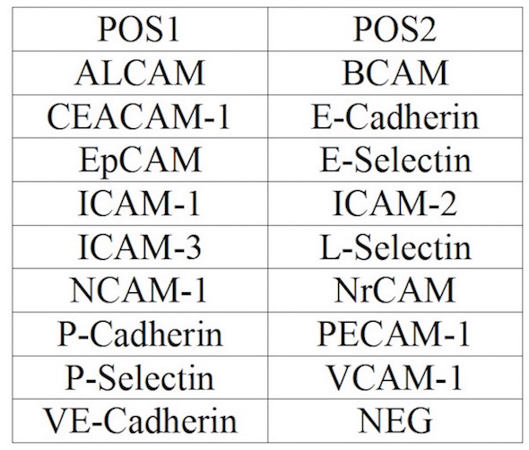 Multiplex Protein Detection - Human Adhesion Molecule Antibody Array (17 Targets) - Quantitative (AB197434), expandable thumbnail