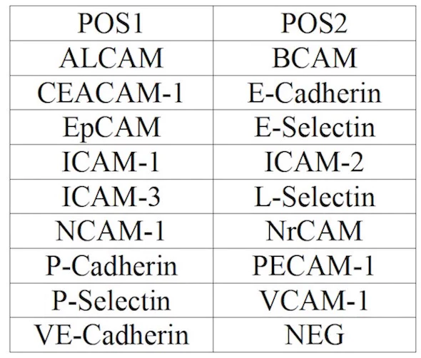 Multiplex Protein Detection - Human Adhesion Molecule Antibody Array (17 Targets) - Quantitative (AB197434)