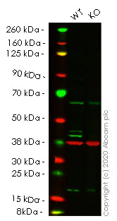 Western blot - Human ADK knockout HeLa cell line (AB265646)