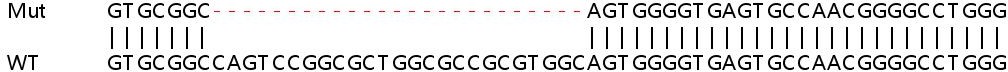 Sanger Sequencing - Human ADPGK knockout HEK-293T cell lysate (AB258779)