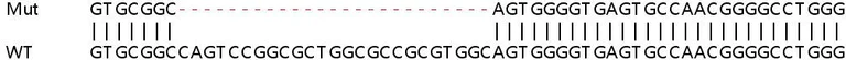 Sanger Sequencing - Human ADPGK knockout HEK-293T cell lysate (AB258779)