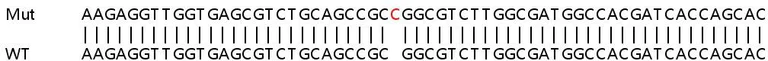 Sanger Sequencing - Human ADRB1 (beta 1 Adrenergic Receptor) knockout HeLa cell line (AB261831)