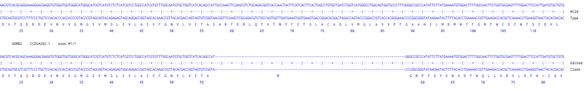 Human ADRB2 knockout A549 cell line