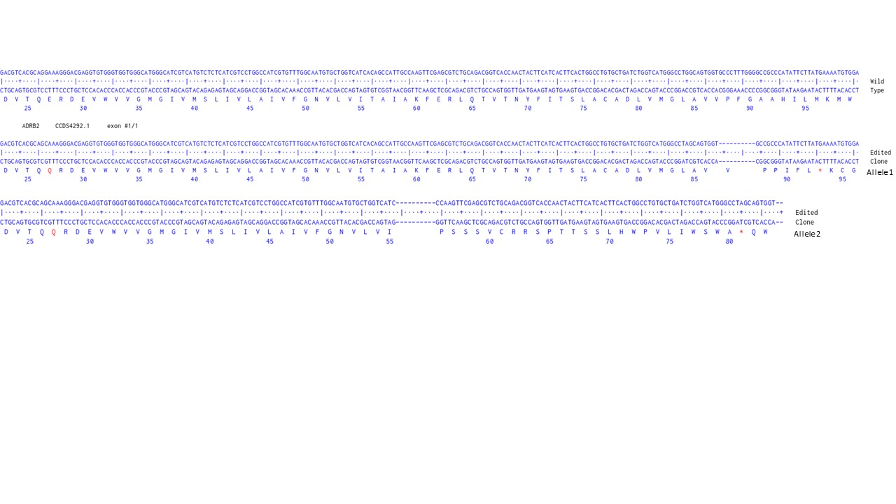 Human ADRB2 knockout HCT116 cell line