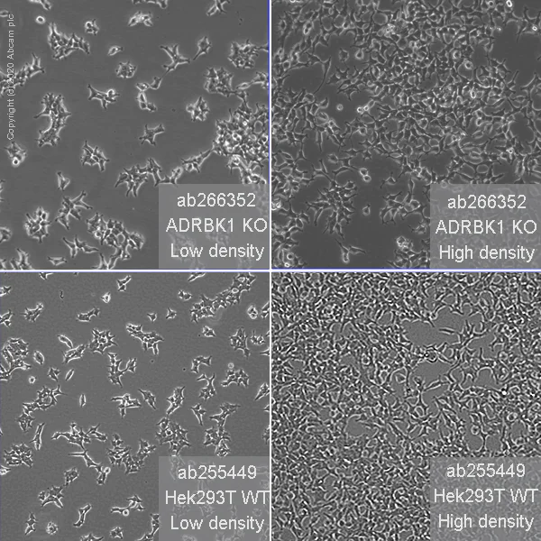 Cell Culture - Human ADRBK1 (GRK2) knockout HEK-293T cell line (AB266352)