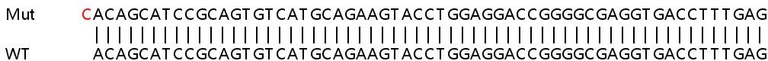 Sanger Sequencing - Human ADRBK1 (GRK2) knockout HEK-293T cell line (AB266352)