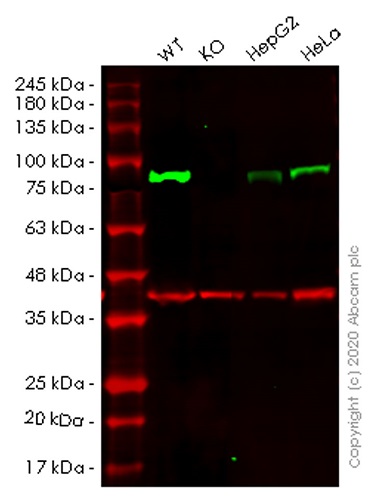 Western blot - Human ADRBK1 (GRK2) knockout HEK-293T cell lysate (AB257345), expandable thumbnail