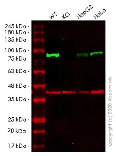 Western blot - Human ADRBK1 (GRK2) knockout HEK-293T cell lysate (AB257345)