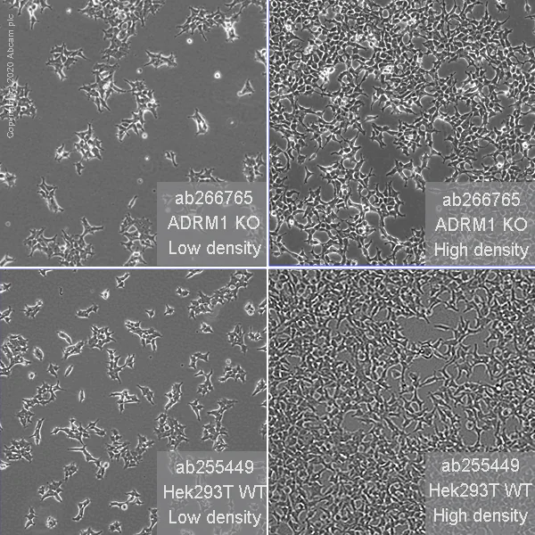Cell Culture - Human ADRM1 (ARM-1) knockout HEK-293T cell line (AB266765)