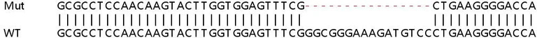 Sanger Sequencing - Human ADRM1 (ARM-1) knockout HEK-293T cell lysate (AB257816)