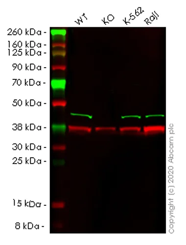 Western blot - Human ADRM1 (ARM-1) knockout HEK-293T cell lysate (AB257816)