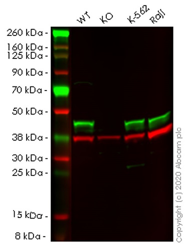 Western blot - Human ADRM1 (ARM-1) knockout HEK-293T cell lysate (AB257816)