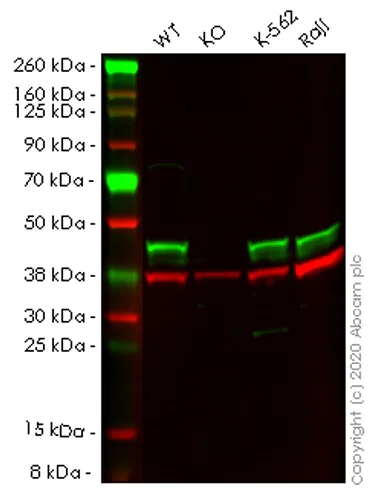 Western blot - Human ADRM1 (ARM-1) knockout HEK-293T cell lysate (AB257816)