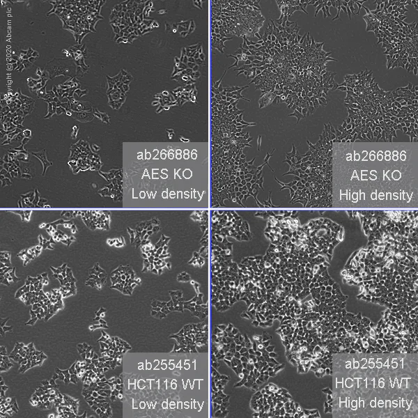 Cell Culture - Human AES (Amino-terminal enhancer of split) knockout HCT116 cell line (AB266886)