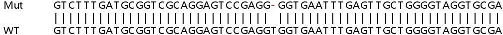 Sanger Sequencing - Human AES (Amino-terminal enhancer of split) knockout HCT116 cell lysate (AB257818), expandable thumbnail