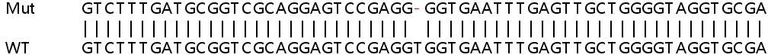 Sanger Sequencing - Human AES (Amino-terminal enhancer of split) knockout HCT116 cell lysate (AB257818)