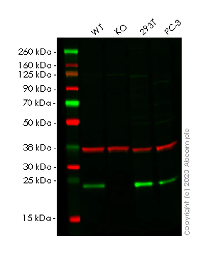 Western blot - Human AES (Amino-terminal enhancer of split) knockout HCT116 cell lysate (AB257818)