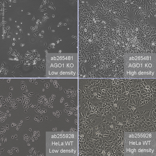 Cell Culture - Human AGO1 knockout HeLa cell line (AB265481)