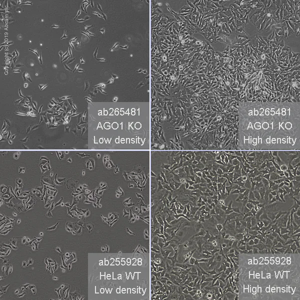 Cell Culture - Human AGO1 knockout HeLa cell line (AB265481)